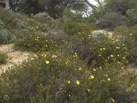 Halimium commutatum 4, Saxifraga-Willem van Kruijsbergen