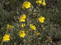 Halimium halimifolium 8, Saxifraga-Willem van Kruijsbergen