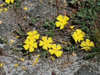 Halimium lasianthum ssp alyssoides 1, Saxifraga-Dirk Hilbers