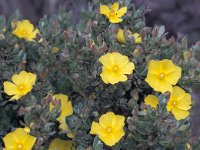 Halimium lasianthum ssp alyssoides 3, Saxifraga-Jan Jansen