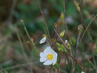 Halimium umbellatum 2, Saxifraga-Dirk Hilbers