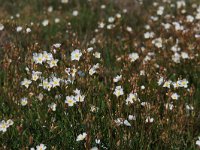 Halimium umbellatum 3, Saxifraga-Dirk Hilbers