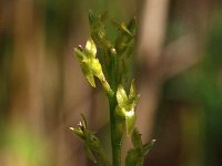 Hammarbya paludosa 10, Veenmosorchis, Saxifraga-Hans Dekker