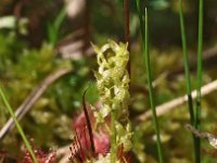 Hammarbya paludosa 12, Veenmosorchis, Saxifraga-Hans Dekker