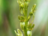 Hammarbya paludosa 14, Veenmosorchis, Saxifraga-Hans Dekker