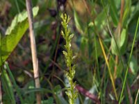 Hammarbya paludosa 18, Veenmosorchis, Saxifraga-Hans Dekker