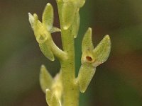 Hammarbya paludosa 19, Veenmosorchis, Saxifraga-Hans Dekker