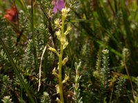 Hammarbya paludosa 2, Veenmosorchis, Saxifraga-Peter Meininger