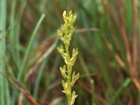 Hammarbya paludosa 20, Veenmosorchis, Saxifraga-Hans Dekker