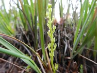 Hammarbya paludosa 22, Veenmosorchis, Saxifraga-Rutger Barendse