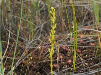 Hammarbya paludosa 23, Veenmosorchis, Saxifraga-Hans Dekker