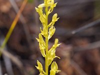 Hammarbya paludosa 25, Veenmosorchis, Saxifraga-Hans Dekker