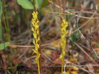 Hammarbya paludosa 26, Veenmosorchis, Saxifraga-Hans Dekker