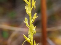 Hammarbya paludosa 27, Veenmosorchis, Saxifraga-Hans Dekker