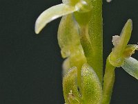 Hammarbya paludosa 29, Veenmosorchis, Saxifraga-Hans Dekker