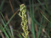 Hammarbya paludosa 3, Veenmosorchis, Saxifraga-Hans Dekker