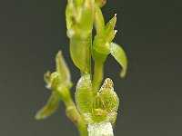 Hammarbya paludosa 30, Veenmosorchis, Saxifraga-Hans Dekker