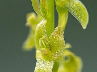 Hammarbya paludosa 31, Veenmosorchis, Saxifraga-Hans Dekker