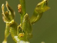 Hammarbya paludosa 33, Veenmosorchis, Saxifraga-Hans Dekker