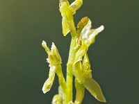 Hammarbya paludosa 34, Veenmosorchis, Saxifraga-Hans Dekker