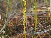 Hammarbya paludosa 36, Veenmosorchis, Saxifraga-Hans Dekker