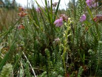 Hammarbya paludosa 37, Veenmosorchis, Saxifraga-Mark Zekhuis