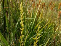 Hammarbya paludosa 39, Veenmosorchis, Saxifraga-Ed Stikvoort