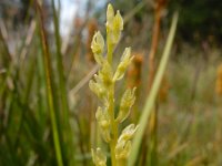 Hammarbya paludosa 40, Veenmosorchis, Saxifraga-Ed Stikvoort