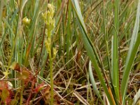 Hammarbya paludosa 41, Veenmosorchis, Saxifraga-Ed Stikvoort