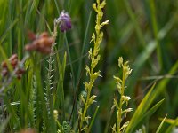 Hammarbya paludosa 47, Veenmosorchis, Saxifraga-Mark Zekhuis