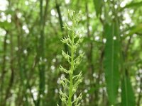 Hammarbya paludosa 48, Veenmosorchis, Saxifraga-Hans Grotenhuis