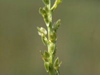 Hammarbya paludosa 9, Veenmosorchis, Saxifraga-Hans Dekker