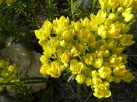 Haplophyllum patavinum 3, Saxifraga-Jasenka Topic