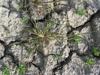 Haynardia cylindrica 2, Saxifraga-Jasenka Topic