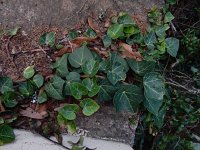 Hedera canariensis 3, Saxifraga-Ed Stikvoort