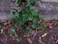 Hedera canariensis 4, Saxifraga-Ed Stikvoort