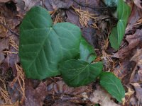 Hedera colchica 2, Kaukasische klimop, Saxifraga-Rutger Barendse