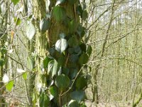 Hedera colchica 5, Kaukasische klimop, Saxifraga-Rutger Barendse