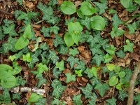 Hedera helix 10, Klimop, Saxifraga-Rudmer Zwerver