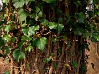 Hedera helix 13, Klimop, Saxifraga-Hans Dekker