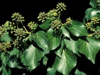 Hedera helix 2, Klimop, Saxifraga-Jan Jansen