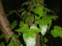 Hedera helix 24, Klimop, Saxifraga-Rutger Barendse