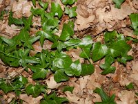 Hedera helix 25, Klimop, Saxifraga-Rutger Barendse