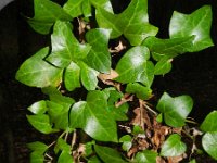 Hedera helix 26, Klimop, Saxifraga-Rutger Barendse