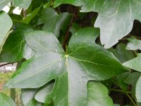 Hedera helix 28, Klimop, Saxifraga-Rutger Barendse