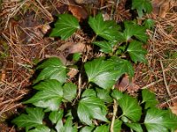 Hedera helix 30, Klimop, Saxifraga-Rutger Barendse