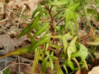 Hedera helix 37, Klimop, Saxifraga-Rutger Barendse