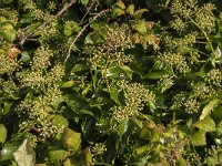 Hedera helix 39, Klimop, Saxifraga-Jan van der Straaten