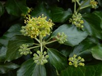 Hedera helix 42, Klimop, Saxifraga-Ed Stikvoort