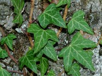 Hedera helix 5, Klimop, Saxifraga-Jan van der Straaten